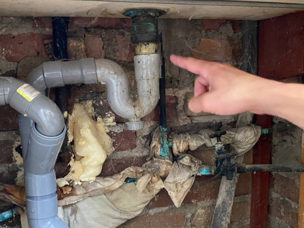 Best Mold removal after water damage  in Curtice, OH